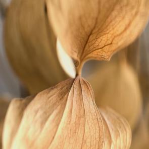 ����: �������������