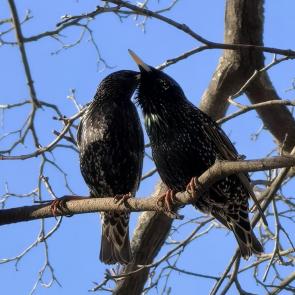 ���� ��������: ������