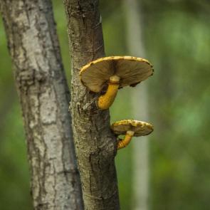 ����: ��� �����, ��� � �����)