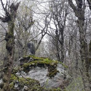 ����: ����. ������������ ������.