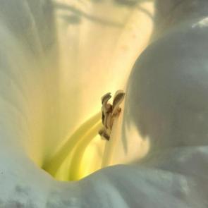 ���� ��������: ������ ������