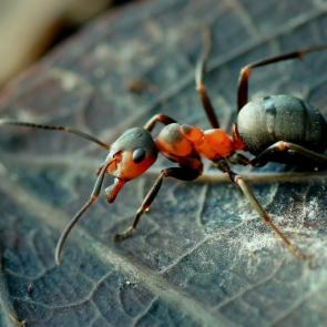 ����: ����� ������ �������...