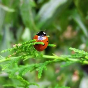 ����: ���� ����