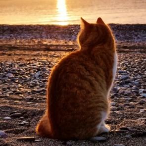 ����: ����� �������