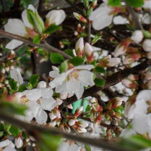 ����: �����