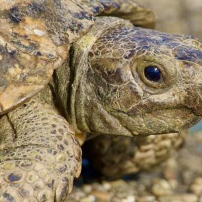 ����: ������� ��������