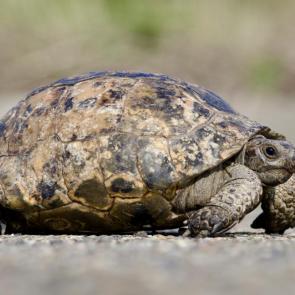 ����: ���������� ��������