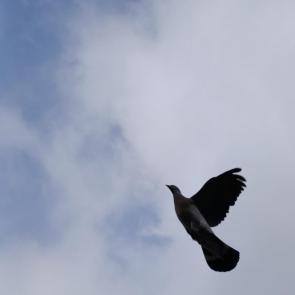 ���� ��������: ����������