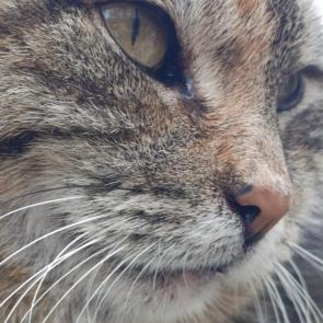 ����: �������