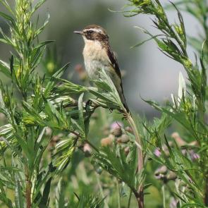 ����: ������� �����