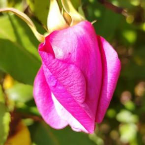 ����: ����� ����