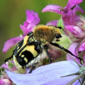 ���� ��������: ��������