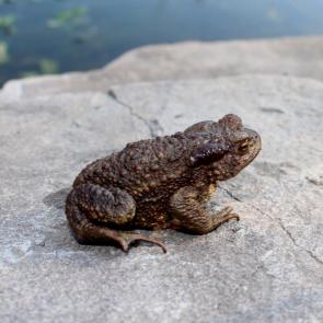 ����: ����