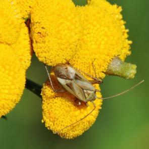 ���� ��������: ���������� ����