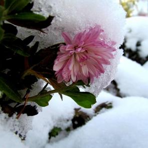 ����: ���� ������������