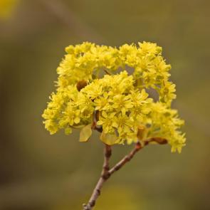 ����: �������� ���. 