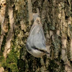 ����: ��� �� ������ ����?