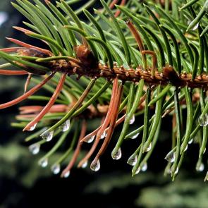 ���� ��������: ����� �����