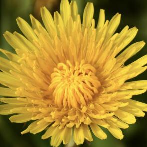 ����: ��������