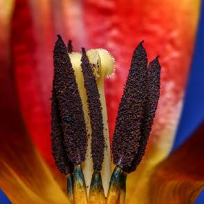 ���� ��������: 