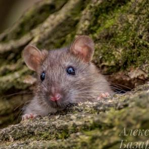 ����: ������ ������