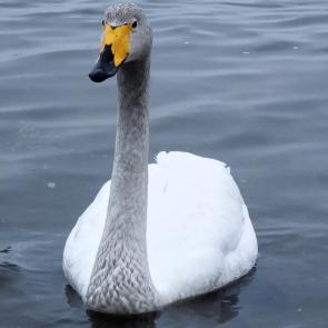 ����: ������ ����� - ������ 