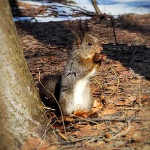 ����: �������