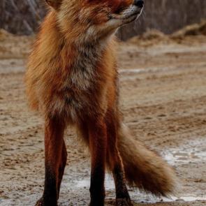 ����: ����� �����