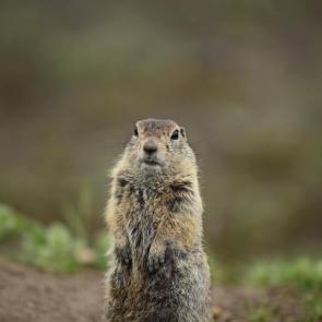 ����: �������