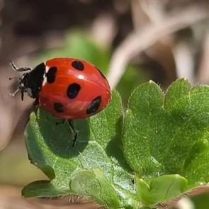 ���� ��������: ����� �������