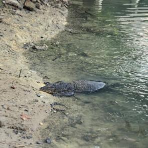 ���� ��������: ������ ��������