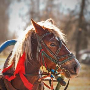 ����: ��������� ���������. 