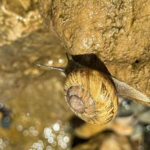 ���� ��������: ������