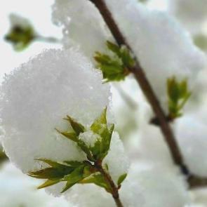 ������������ �����