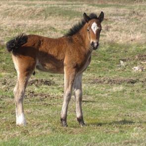 ����: ��������