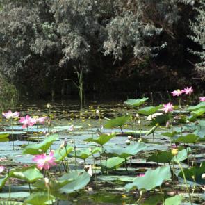 ����: ������