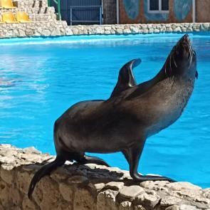 ����: ������