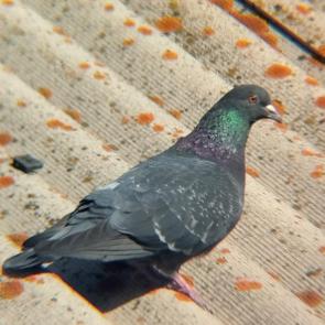 ����: ���������