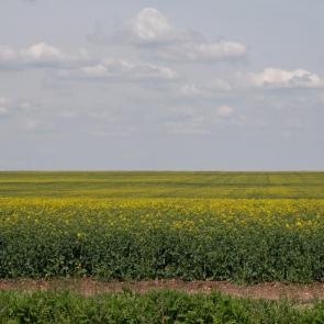 ����: ��������