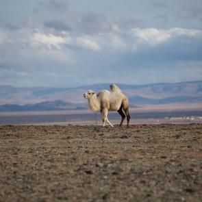 ����: ��������� ��������...