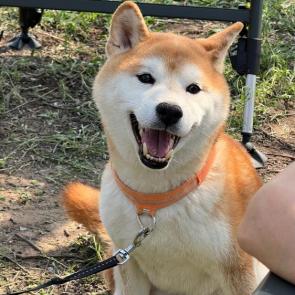����: ����