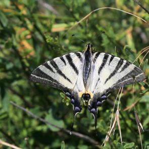 ���� ��������: ���������