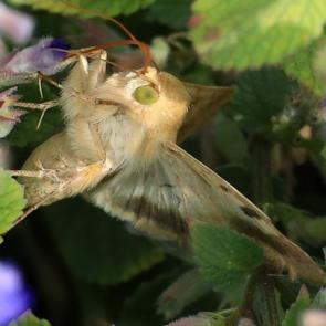 ���� ��������: �������