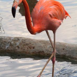 ���� ��������: ��������