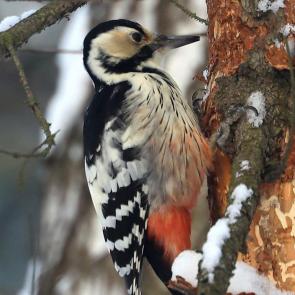 ���� ��������: �����