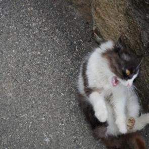 ����: �� ���� � ��������, �������