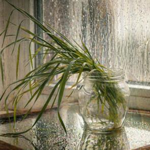 ���� ��������: 