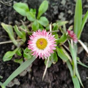 ����: ����������