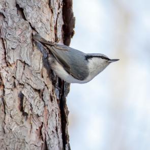 ������ �����