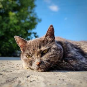 ��������� ����